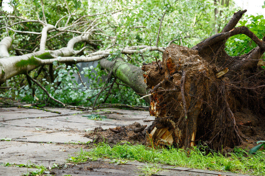 Hurricane Irma Debris Removal Information – Orange County